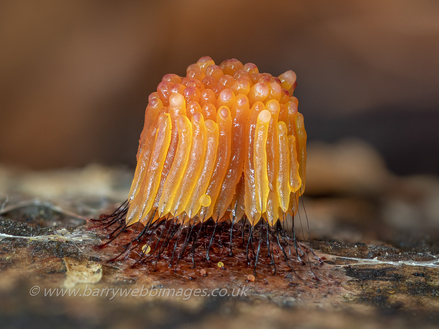 Photo by Barry Webb Stemonitis sp by Barry Webb